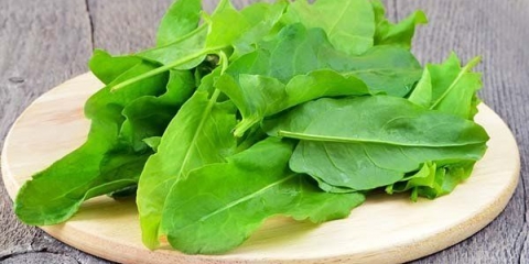 Kako i kada sijati kiseljak u jesen